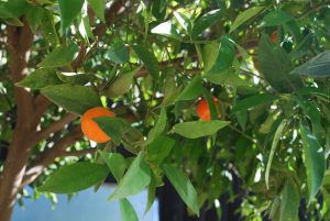Retorno's orange trees are part of the therapeutic gardening program for Jewish residential substance abuse recovery in Israel