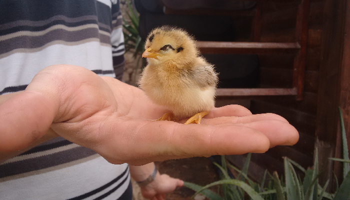 animal assisted therapy holding chick