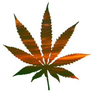 medical marijuana 